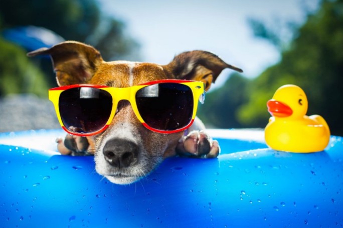 A vibrant summer setting featuring a yellow rubber duck on a blue inflatable surface. The scene is outdoors with lush greenery in the background, evoking a playful and sunny mood. Water droplets are visible on the inflatable, adding to the refreshing atmosphere.